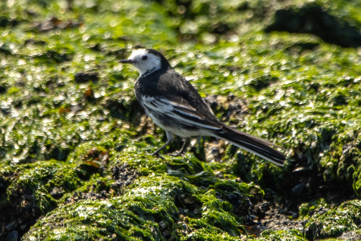 White Wagtail (British) - ML623976370