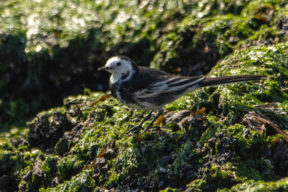 White Wagtail (British) - ML623976371