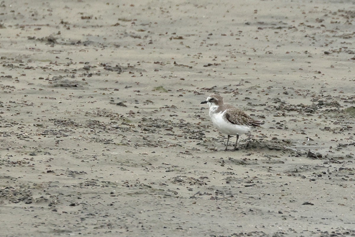 Siberian Sand-Plover - ML623976382