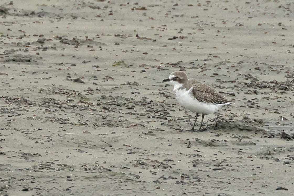 Siberian Sand-Plover - ML623976383