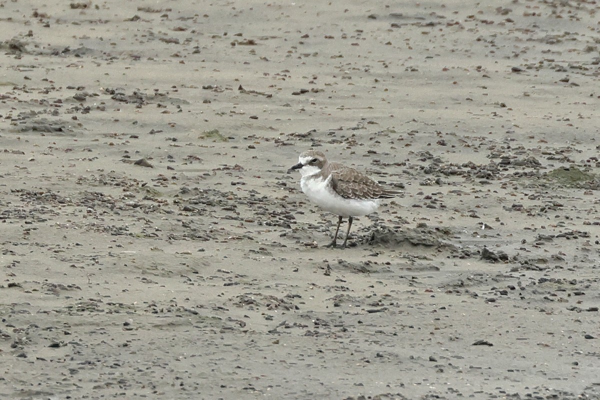 Siberian Sand-Plover - ML623976384