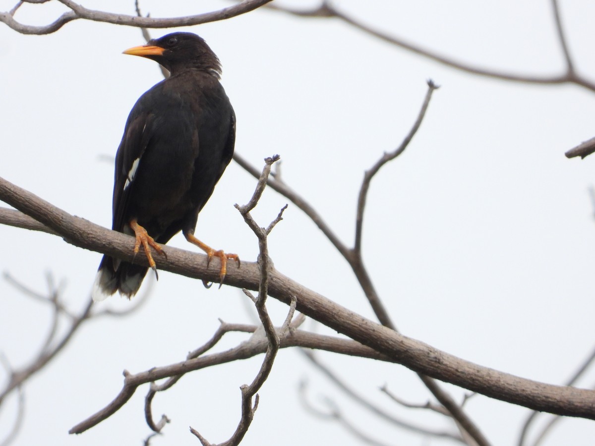 Great Myna - ML623976391