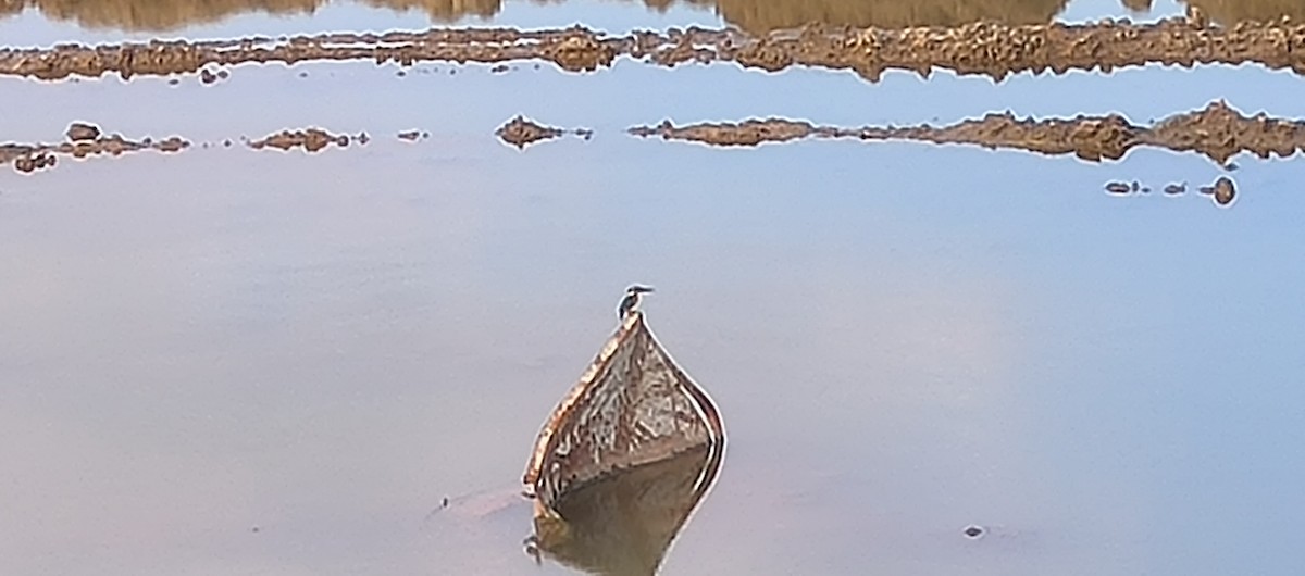 שלדג גמדי - ML623976397