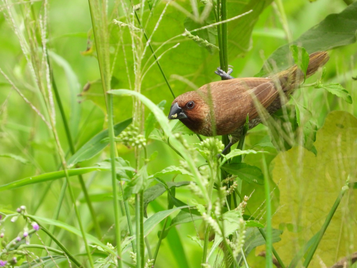 Scaly-breasted Munia - ML623976399