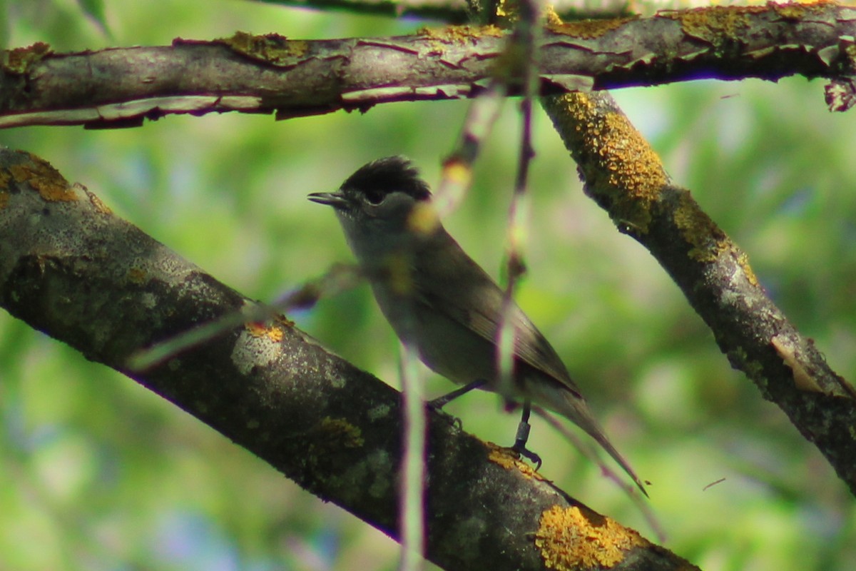 Eurasian Blackcap - ML623976408