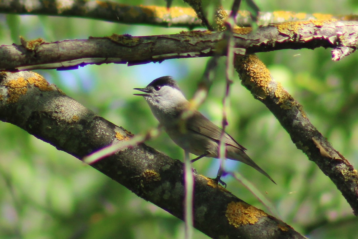 Eurasian Blackcap - ML623976410