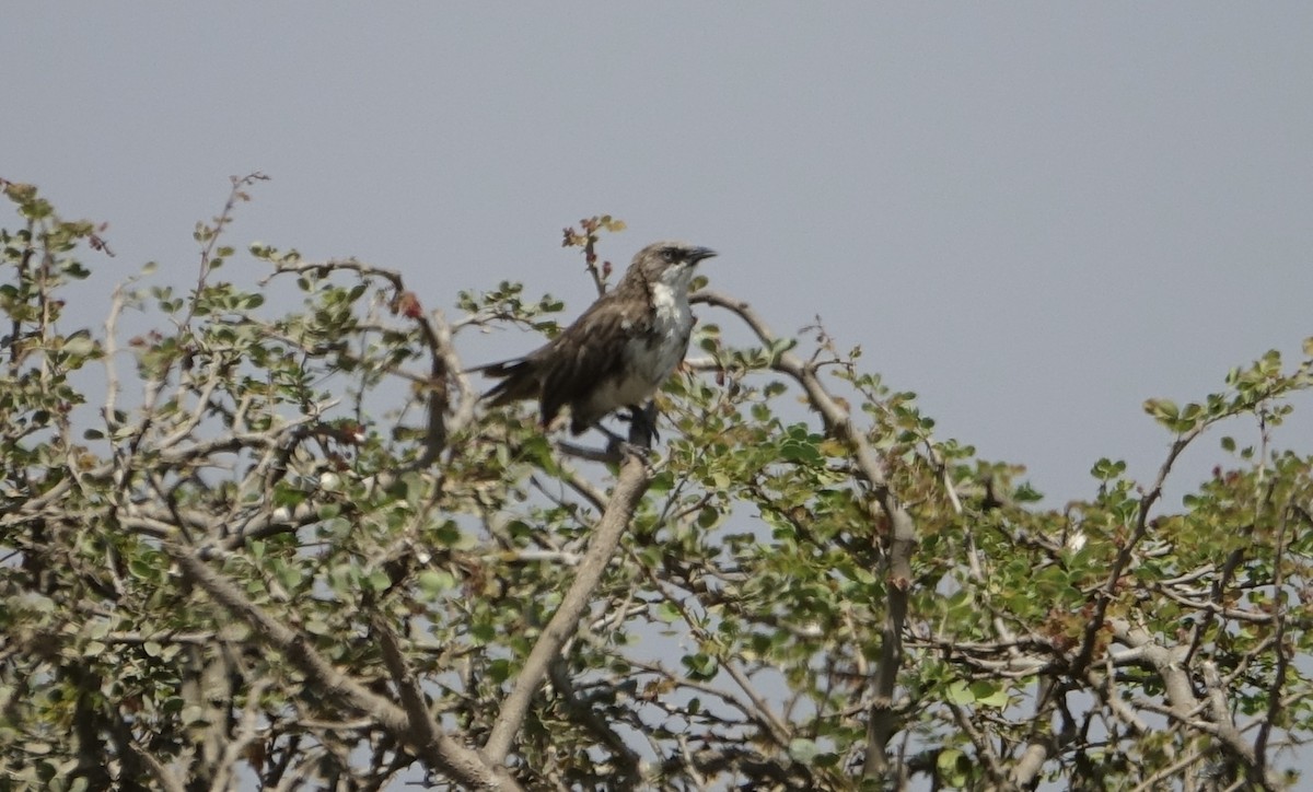 Northern Pied-Babbler - ML623976412