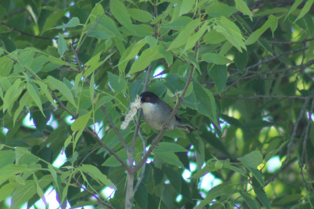 Sardinian Warbler - ML623976417