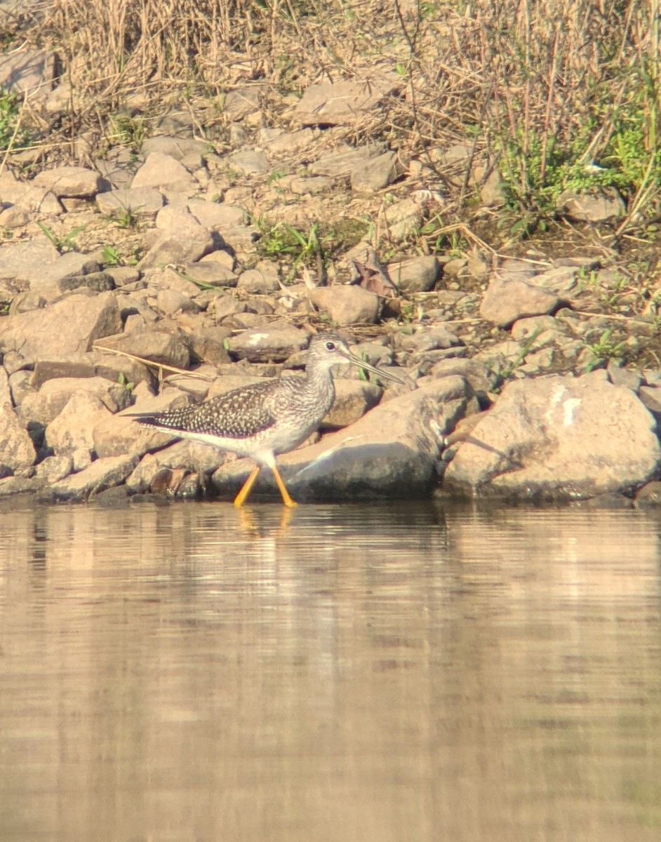 Greater Yellowlegs - ML623976419