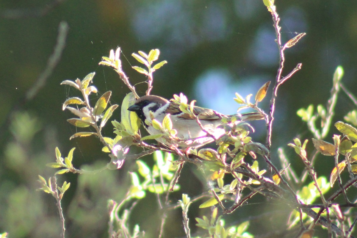 Eurasian Tree Sparrow - ML623976422