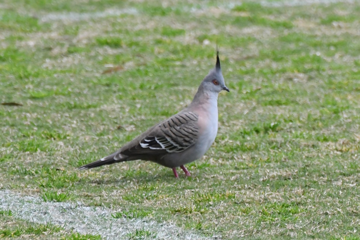 Crested Pigeon - ML623976444