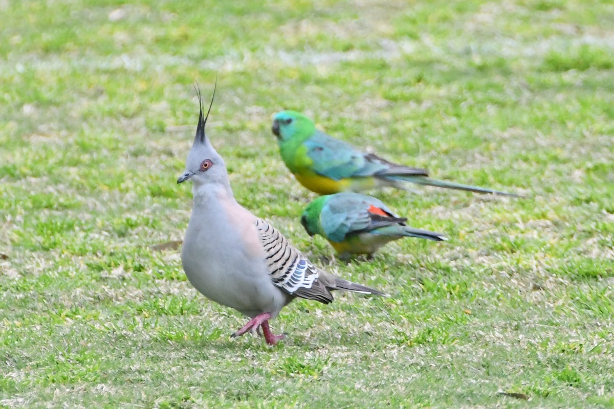 Crested Pigeon - ML623976447