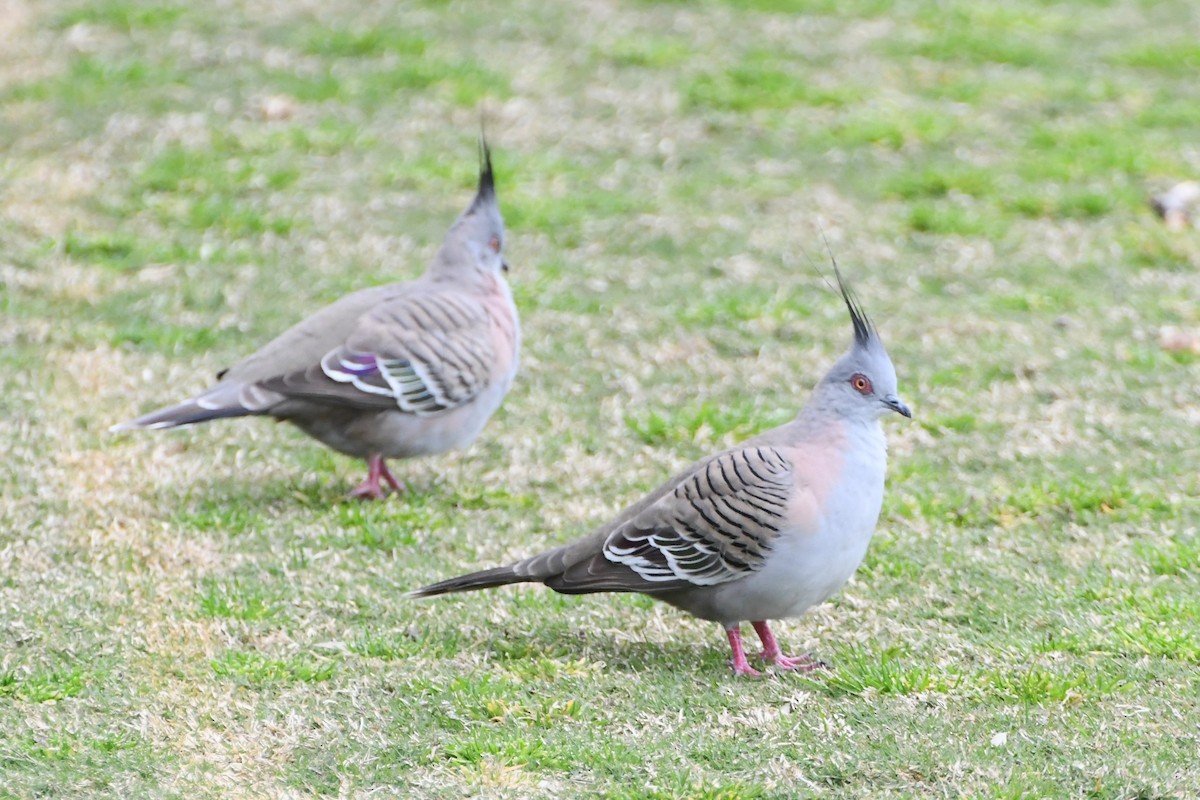 Crested Pigeon - ML623976448