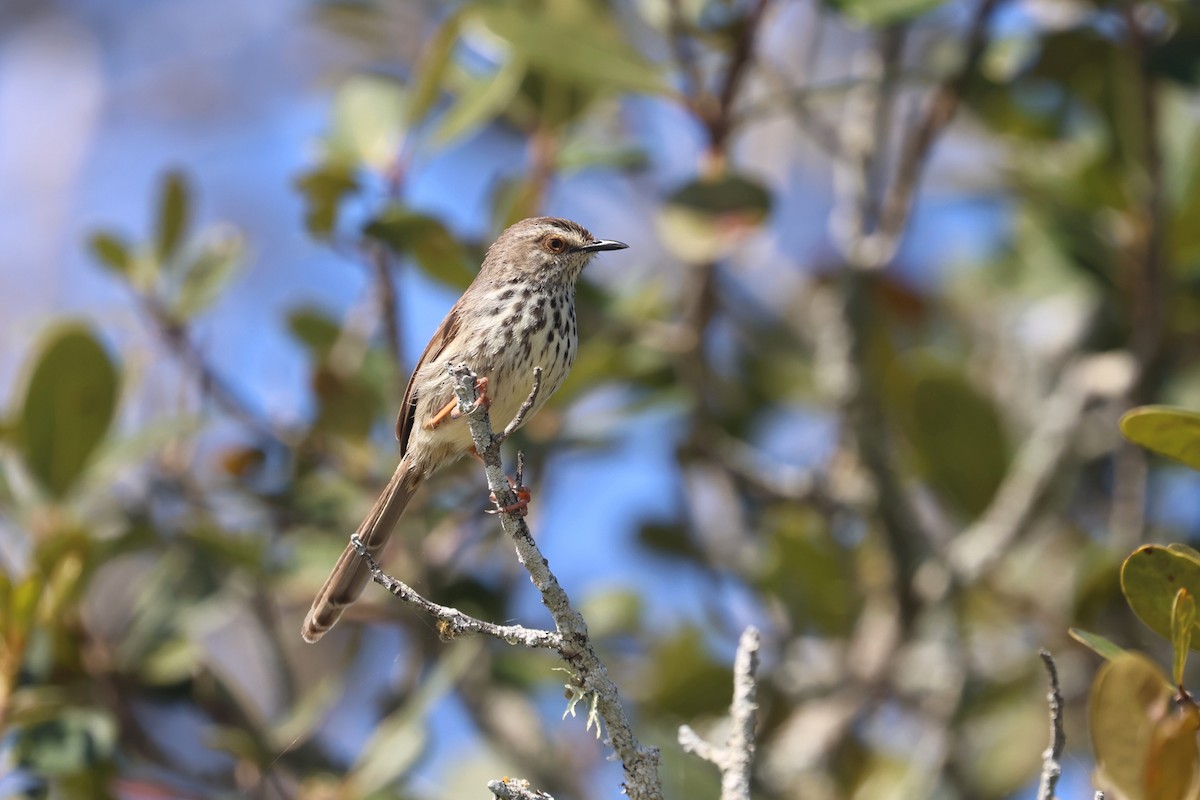 Karoo Prinia - ML623976450