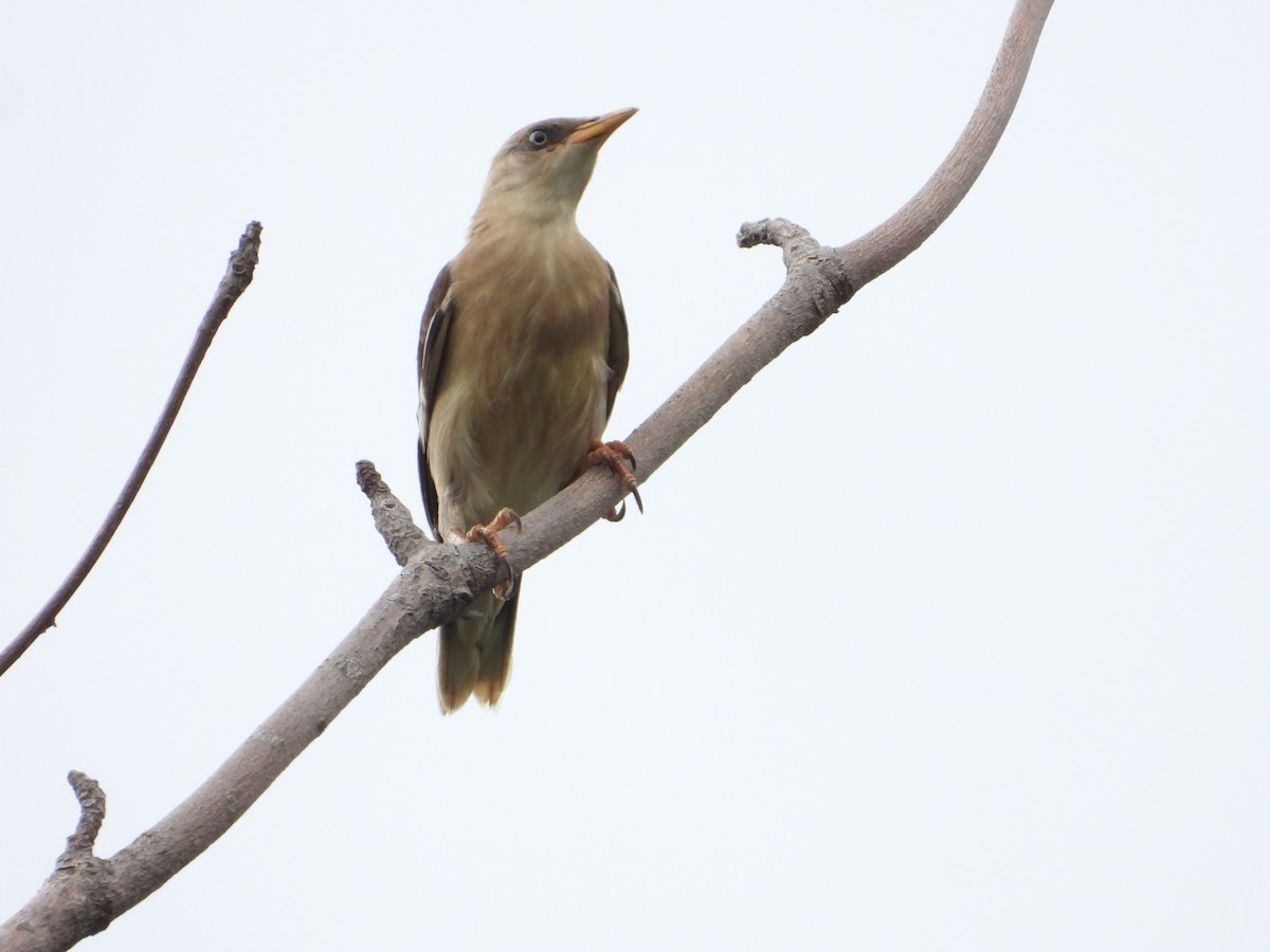 Vinous-breasted Myna - ML623976457