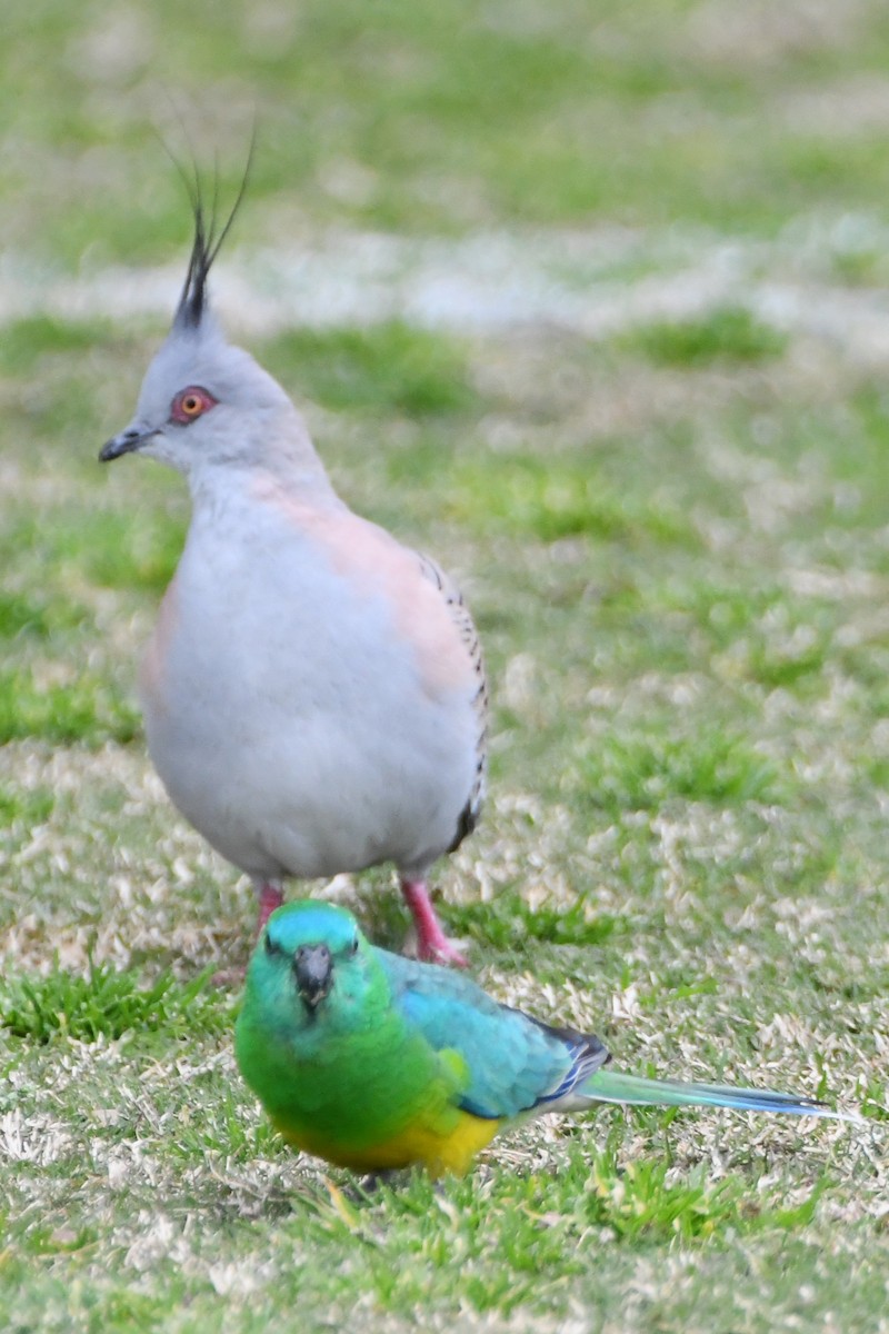 Crested Pigeon - ML623976482