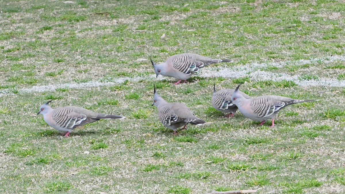 Crested Pigeon - ML623976490