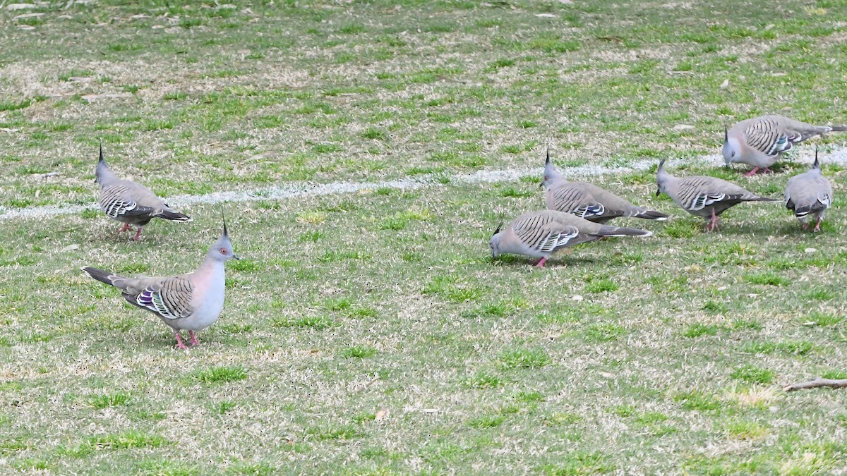 Crested Pigeon - ML623976498