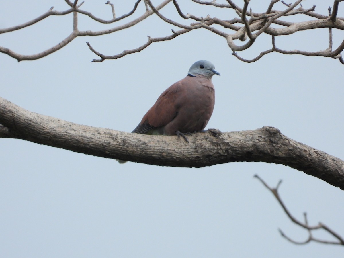 Red Collared-Dove - ML623976513