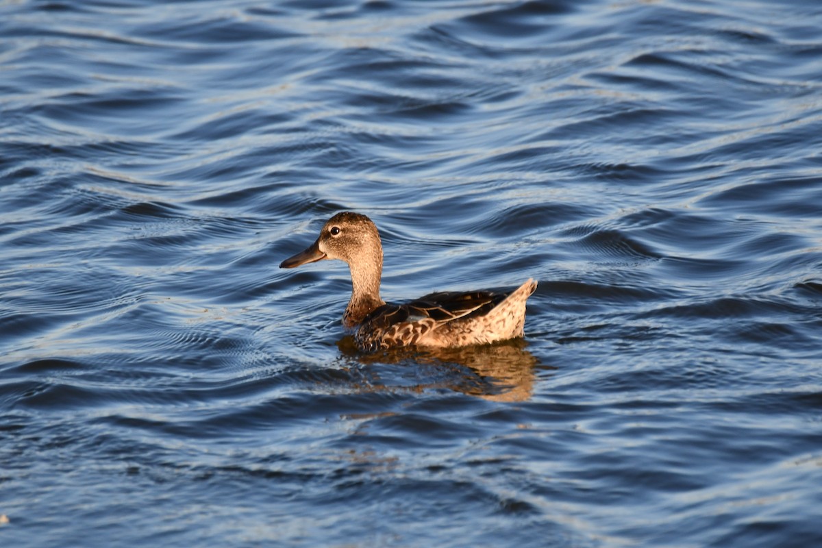 Blue-winged Teal - ML623976519