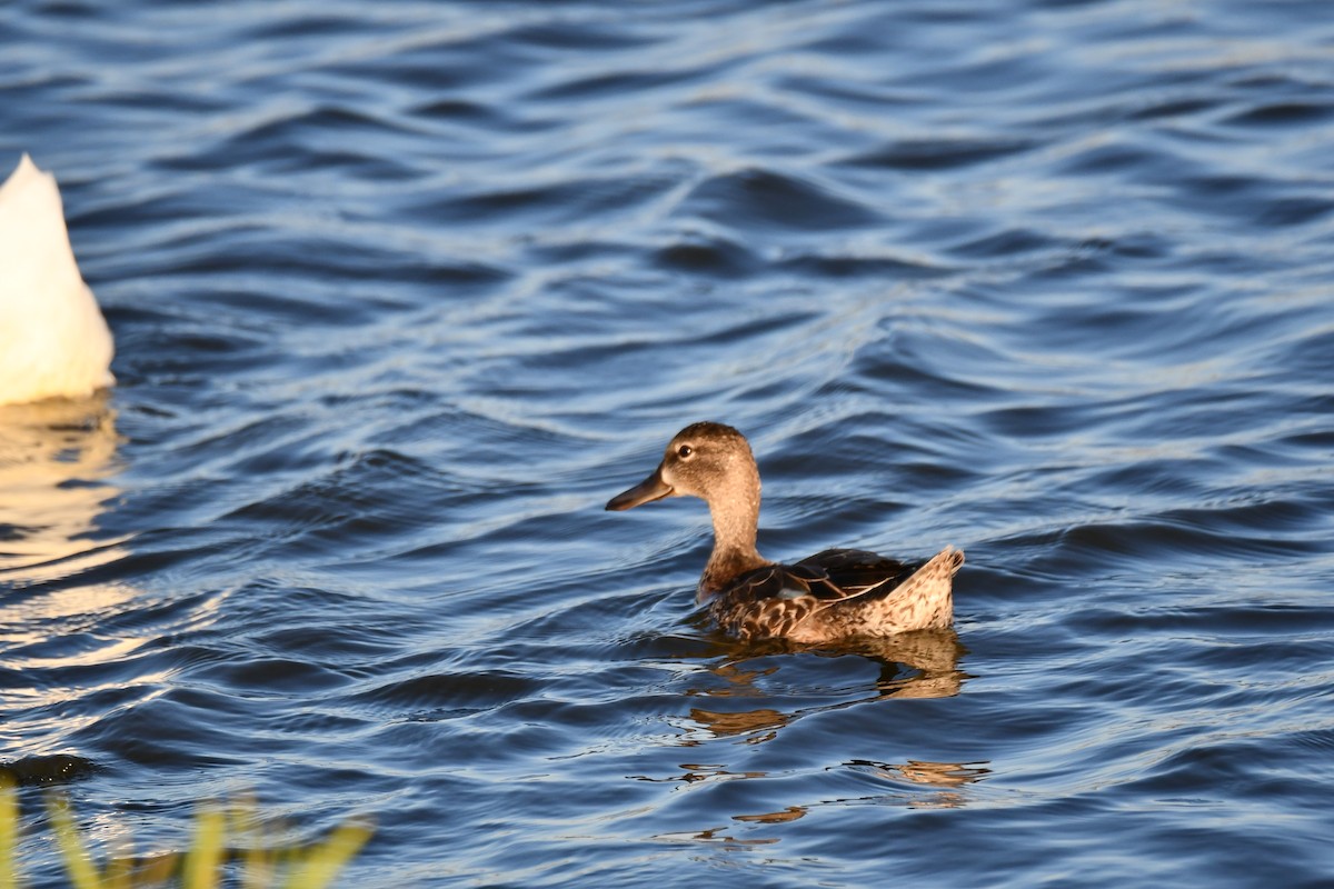 Blue-winged Teal - ML623976521