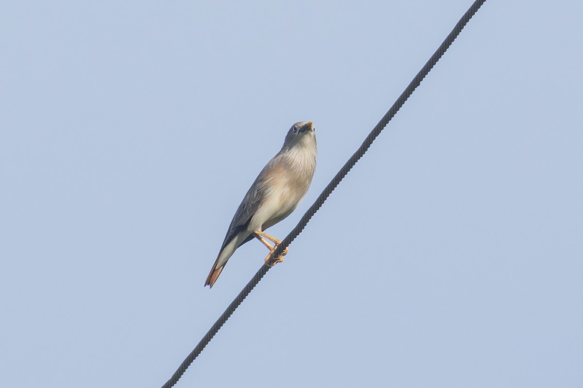 Chestnut-tailed Starling (Eastern) - ML623976526