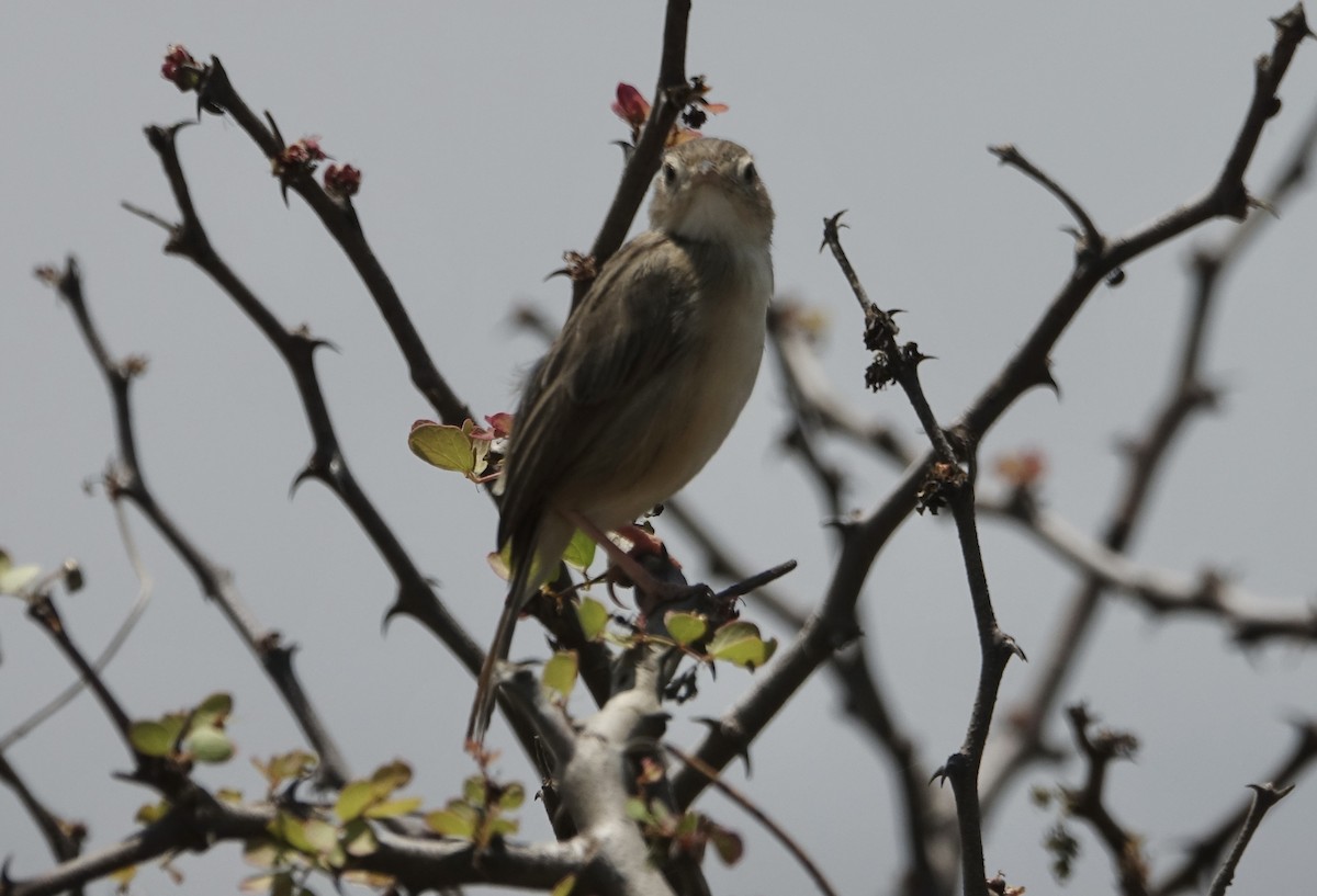 Desert Cisticola - ML623976539