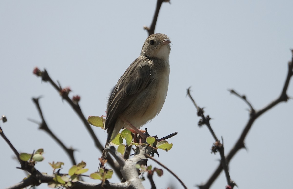 Desert Cisticola - ML623976540