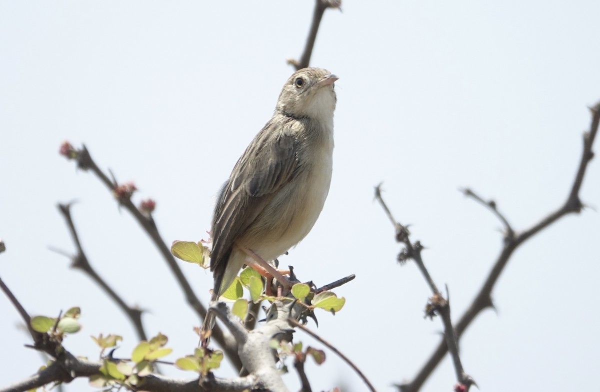 Desert Cisticola - ML623976541