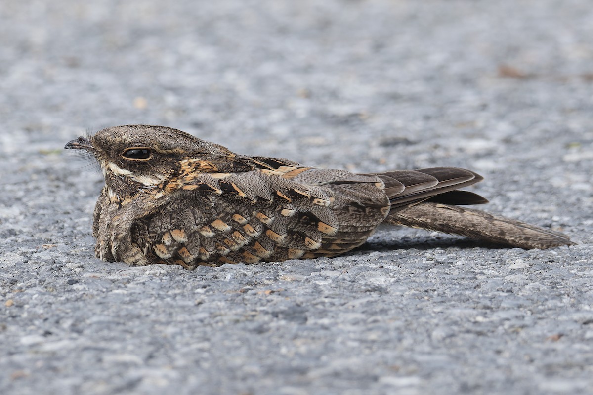 Indian Nightjar - Wich’yanan Limparungpatthanakij