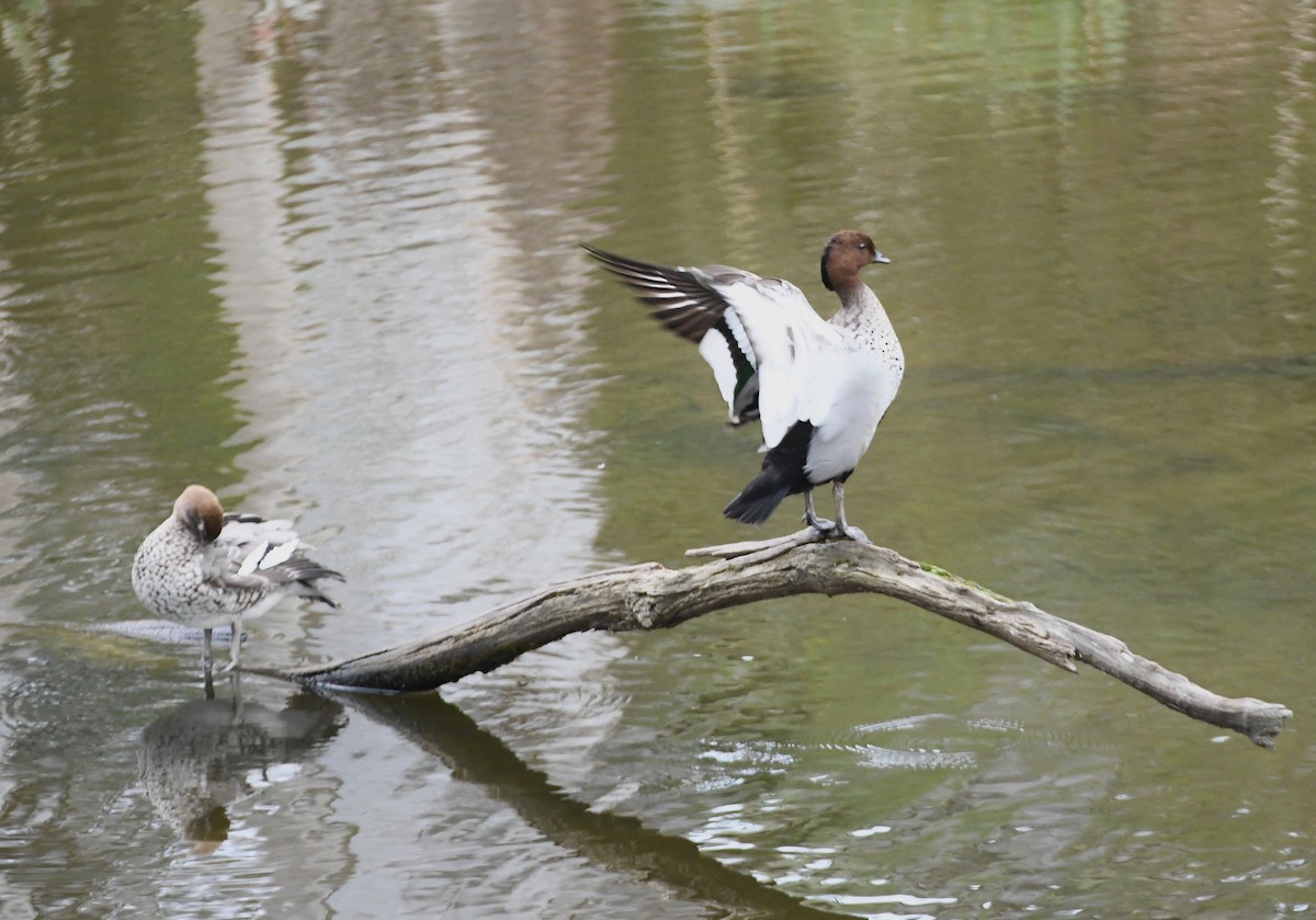 Maned Duck - ML623976559