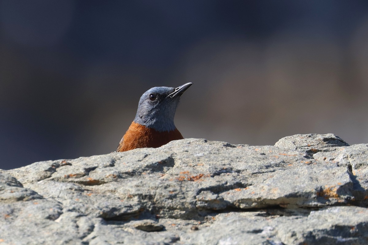 Cape Rock-Thrush - ML623976601