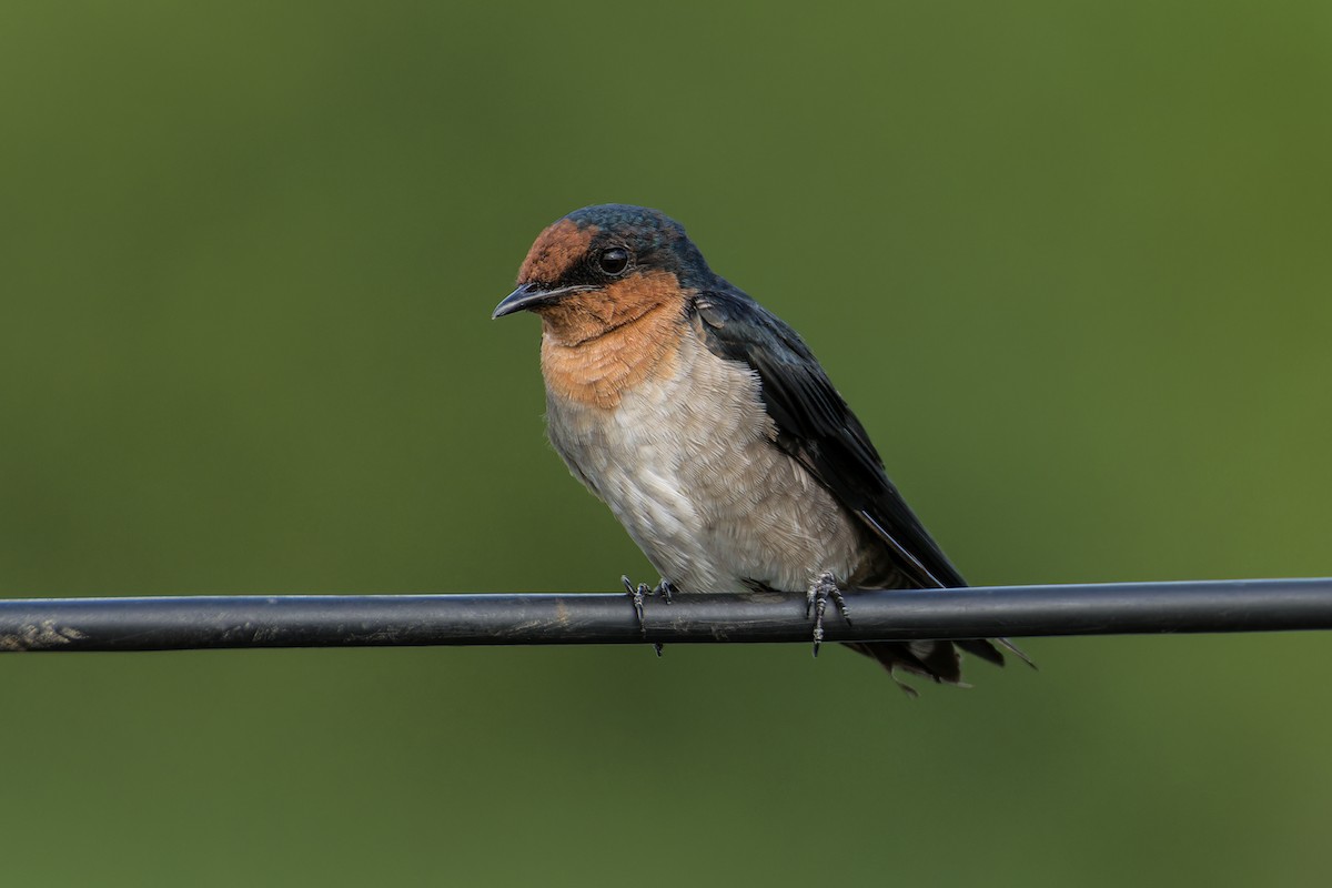 Pacific Swallow (Pacific) - ML623976609