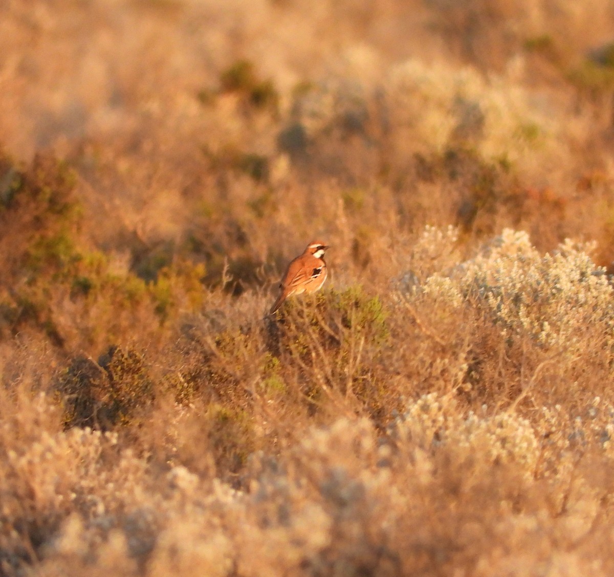 Nullarbor Quail-thrush - ML623976632