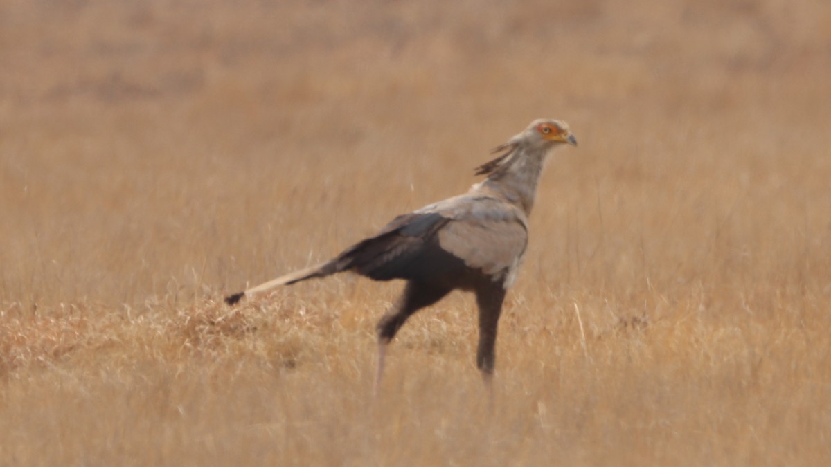 Secretarybird - ML623976645