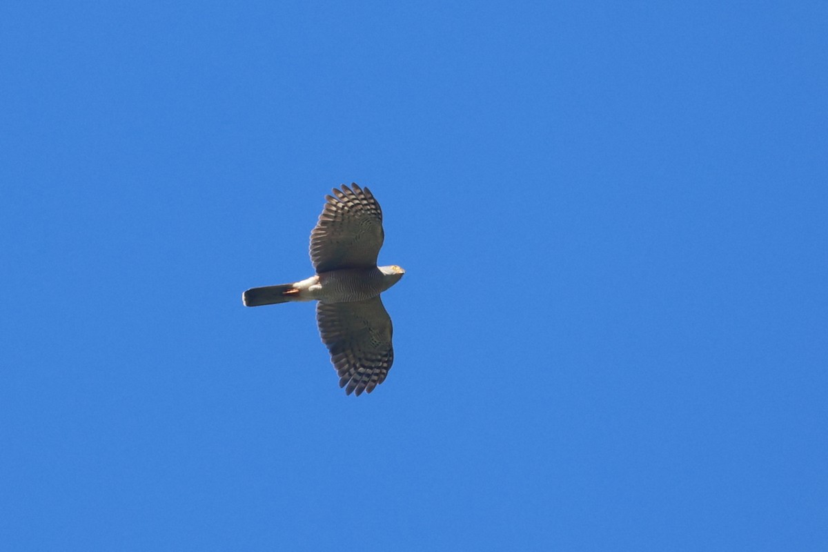 African Goshawk (Southern) - ML623976658