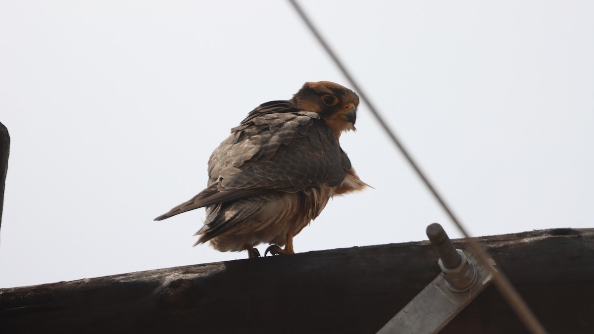 Lanner Falcon - Bez Bezuidenhout