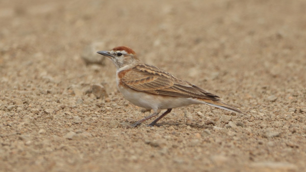 Red-capped Lark - Bez Bezuidenhout