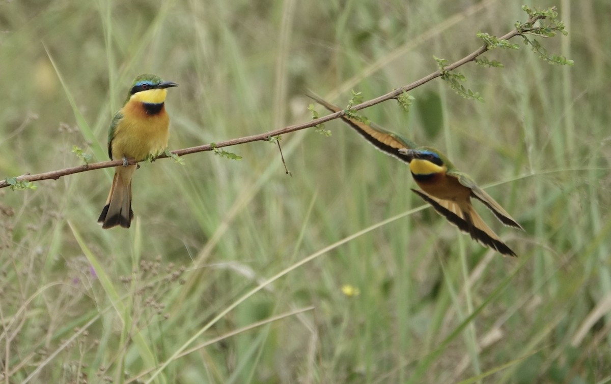 Little Bee-eater - ML623976697