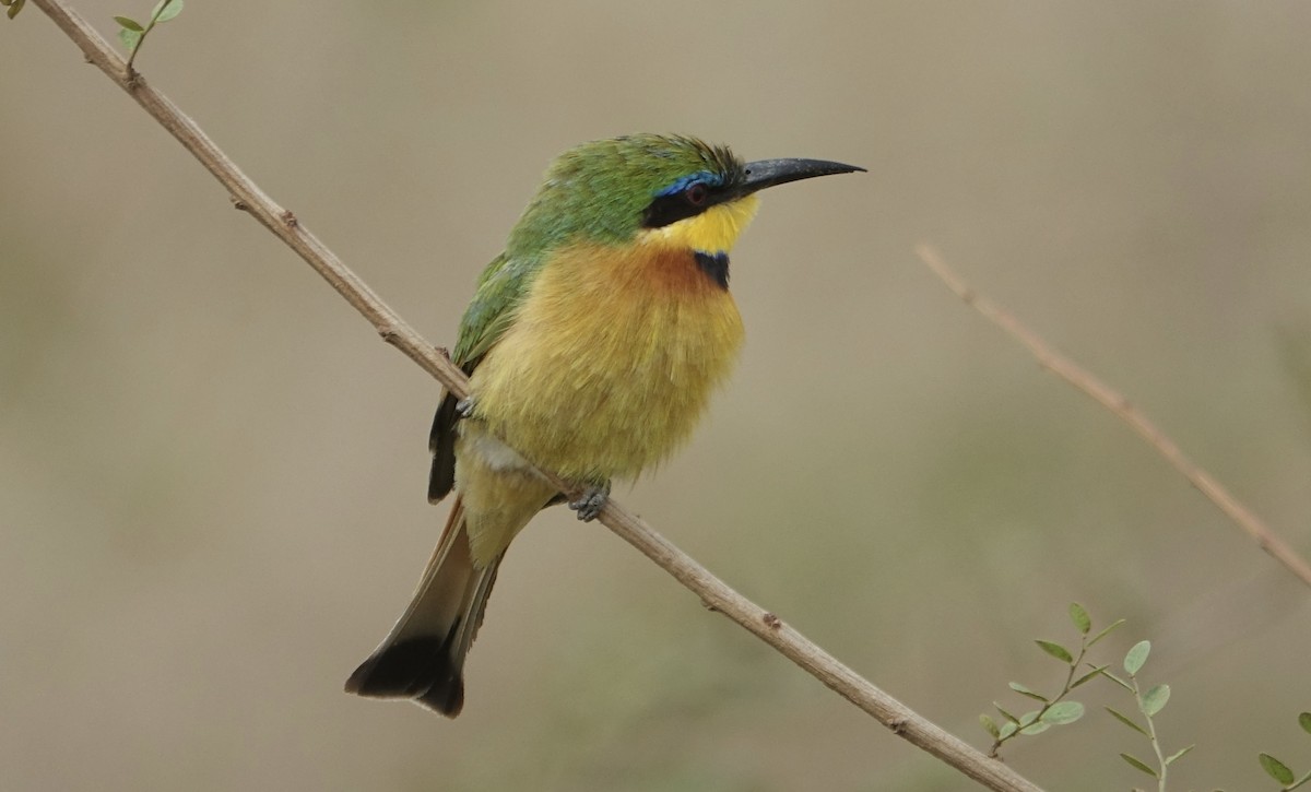 Little Bee-eater - ML623976698