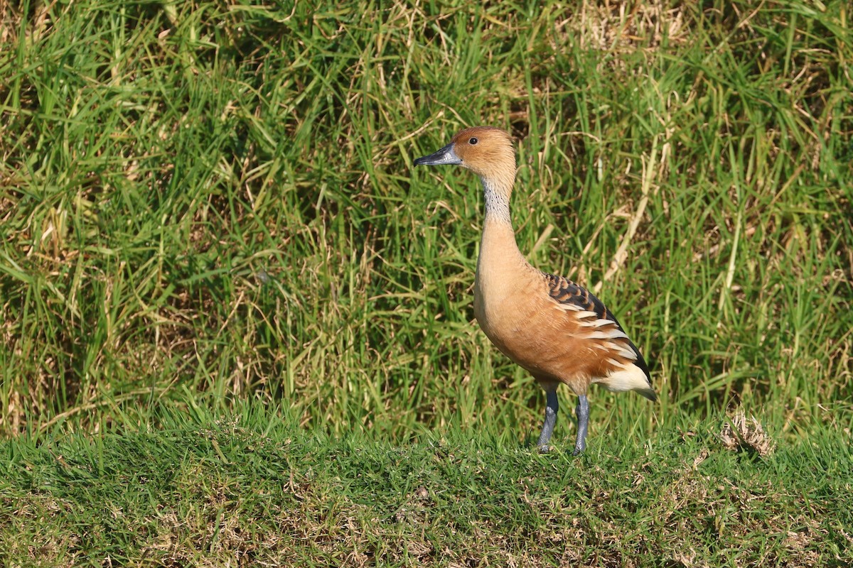 Fulvous Whistling-Duck - ML623976699