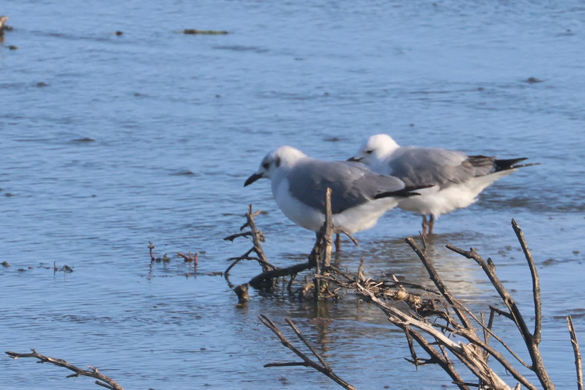 Hartlaub's Gull - ML623976704