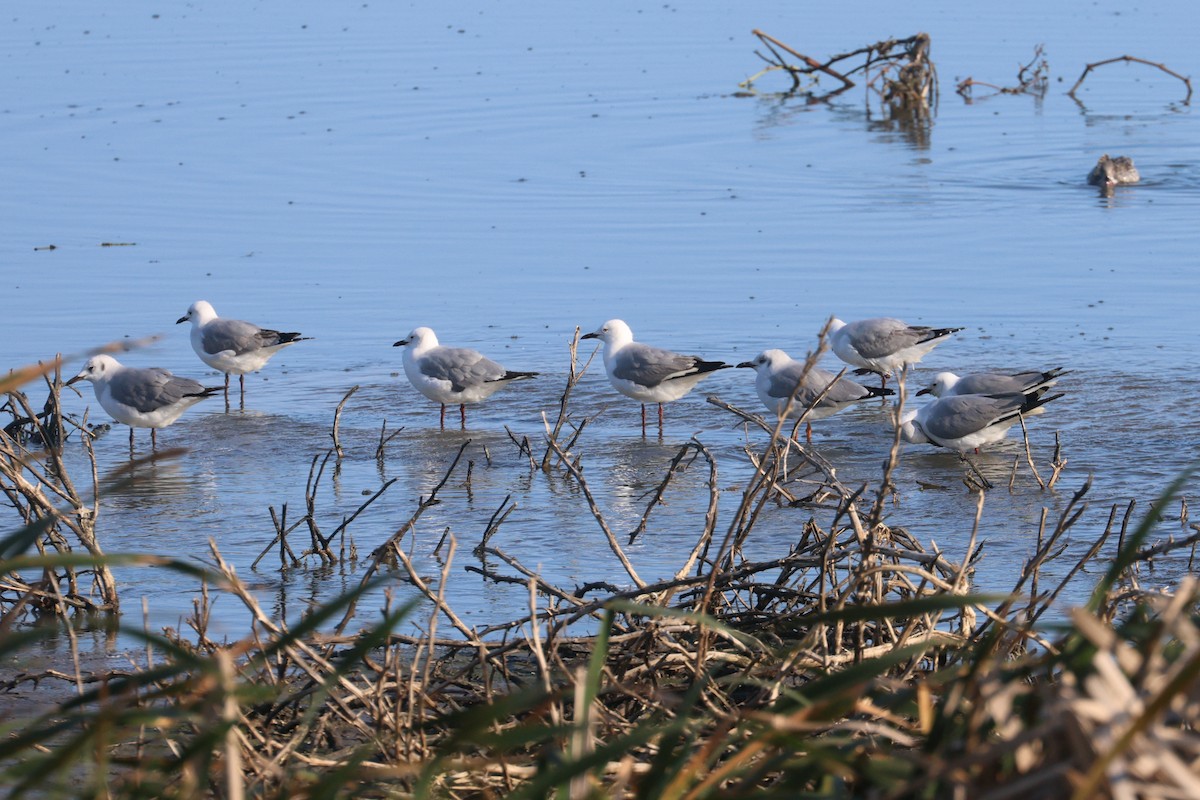 Hartlaub's Gull - ML623976706