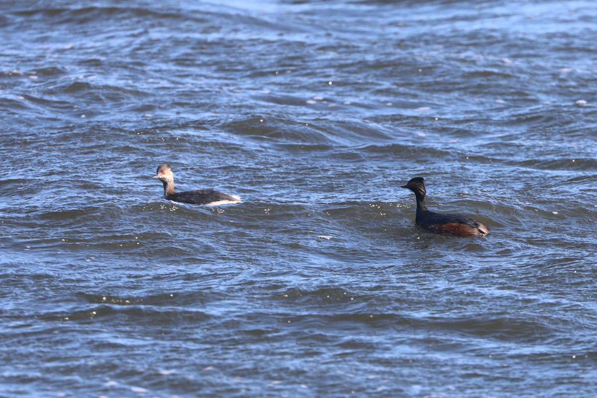 Eared Grebe - ML623976707