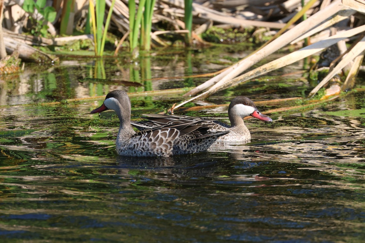 Red-billed Duck - Charley Hesse TROPICAL BIRDING