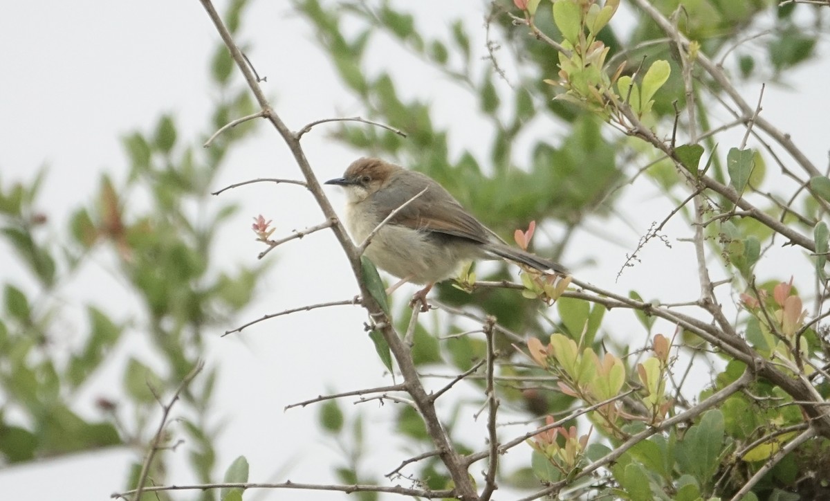 Singing Cisticola - ML623976750