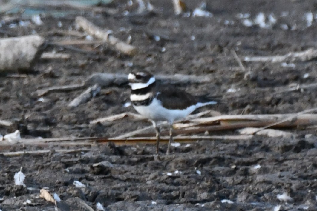 Killdeer - ML623976773