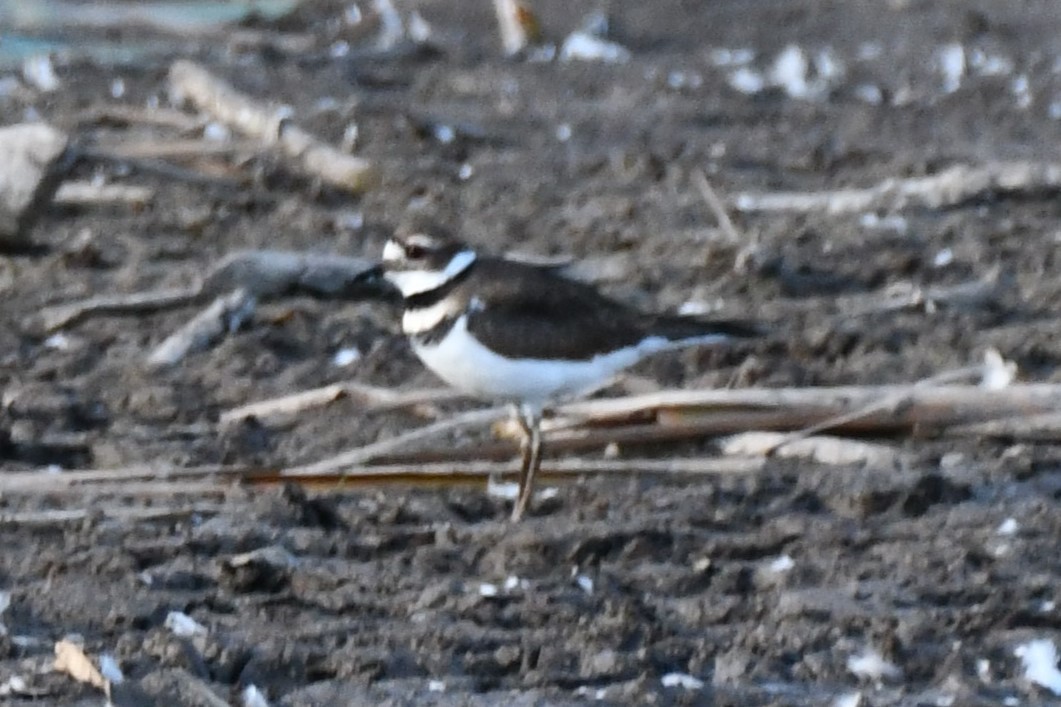 Killdeer - ML623976774