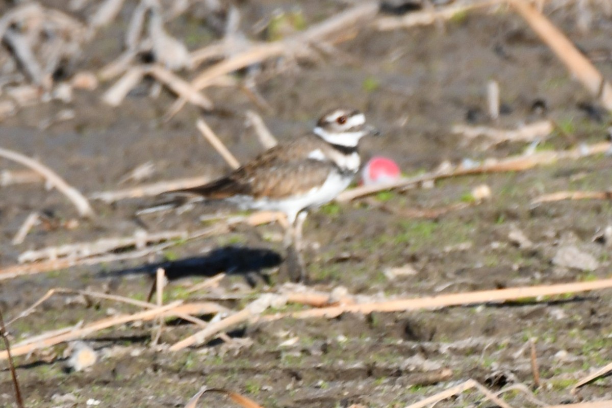 Killdeer - ML623976775