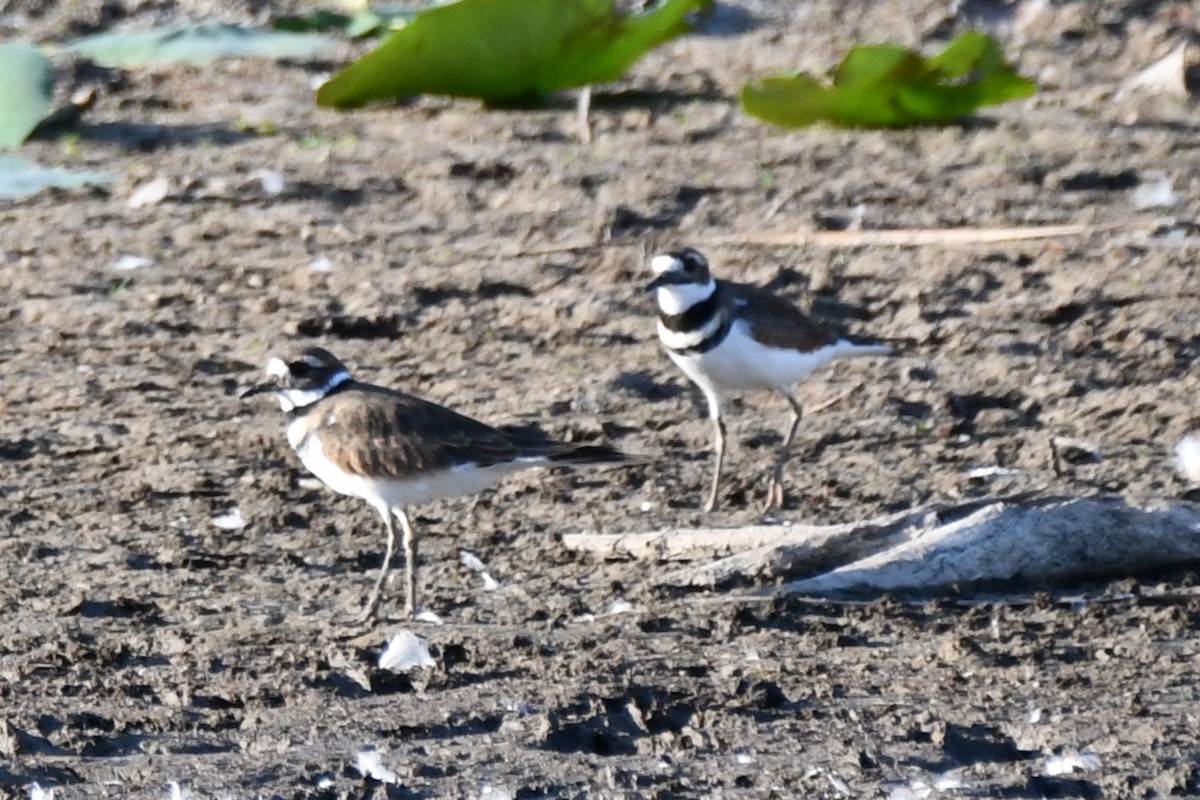 Killdeer - ML623976776